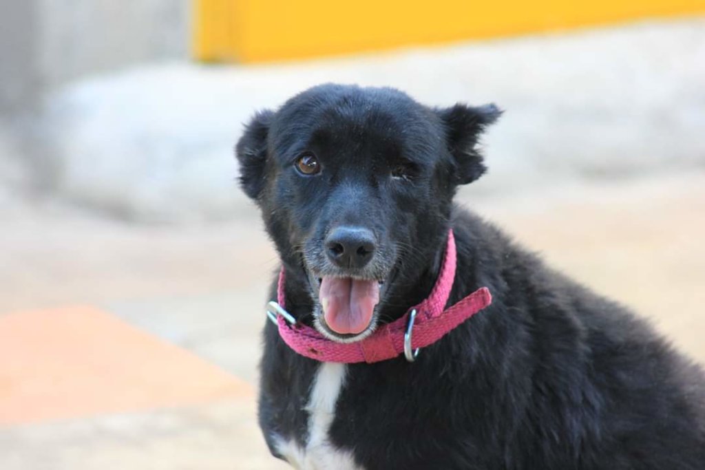 Provide Medical Care to Bangalore's Street Animals