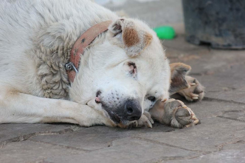 Provide Medical Care to Bangalore's Street Animals