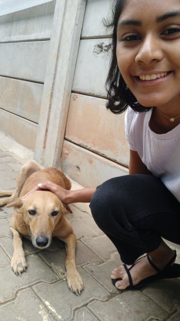Provide Medical Care to Bangalore's Street Animals