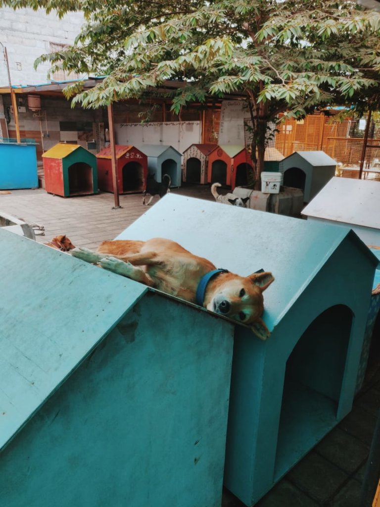 Provide Medical Care to Bangalore's Street Animals