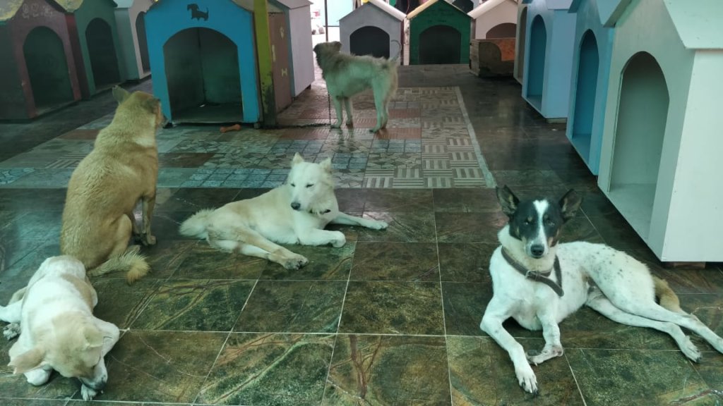 Provide Medical Care to Bangalore's Street Animals