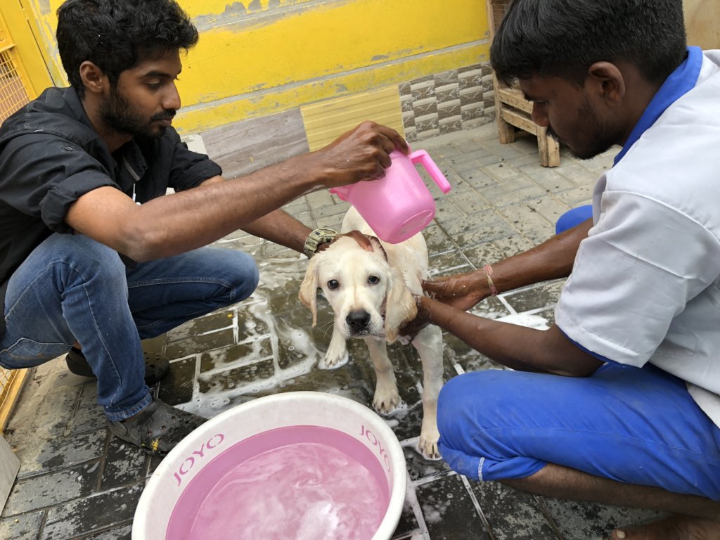 Provide Medical Care to Bangalore's Street Animals