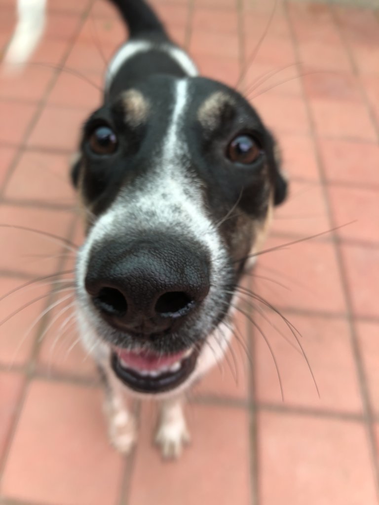 Provide Medical Care to Bangalore's Street Animals