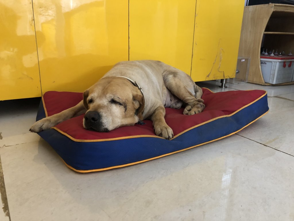 Provide Medical Care to Bangalore's Street Animals