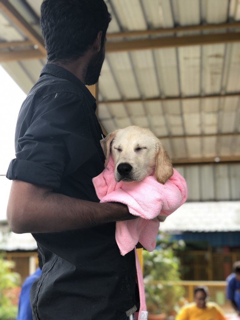 Provide Medical Care to Bangalore's Street Animals