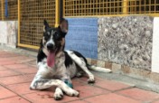 Provide Medical Care to Bangalore's Street Animals