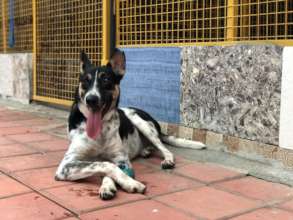 Provide Medical Care to Bangalore's Street Animals