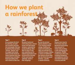 How we plant a rainforest
