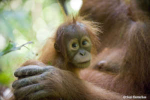 Sharing our appeal will help orangutans.