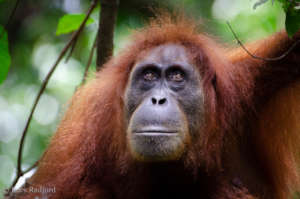 This project will give orangutans a home.