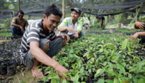 Tree nursery