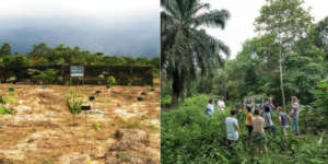 A forest restoration site, before and after.