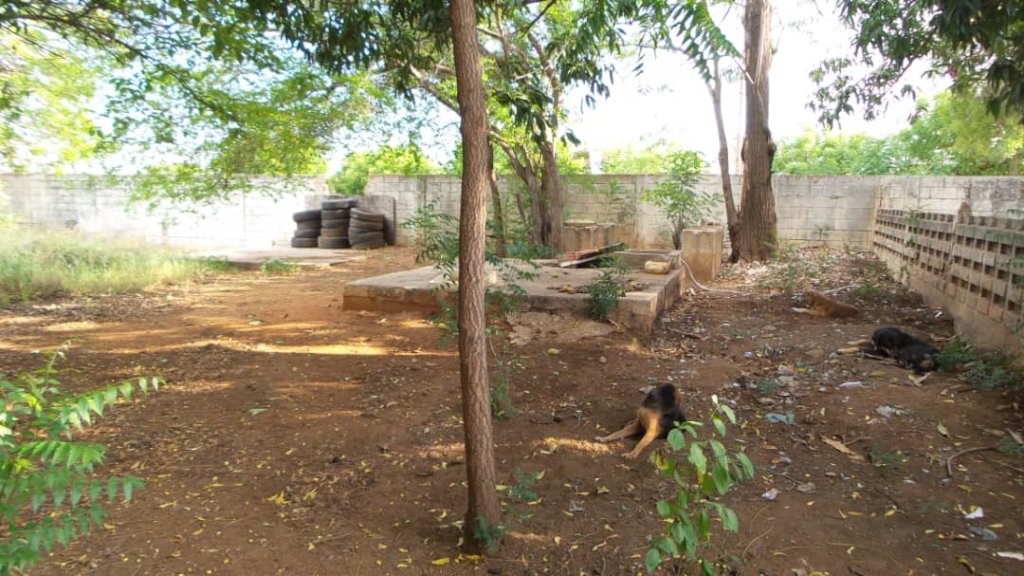 Improve the life of 270 rescued dogs in Venezuela