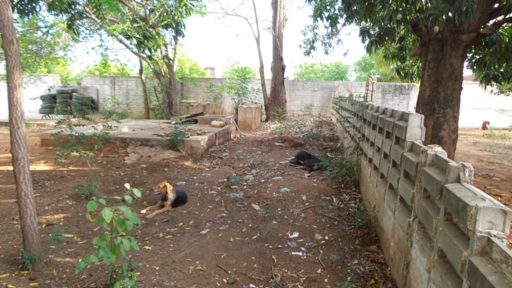 Improve the life of 270 rescued dogs in Venezuela