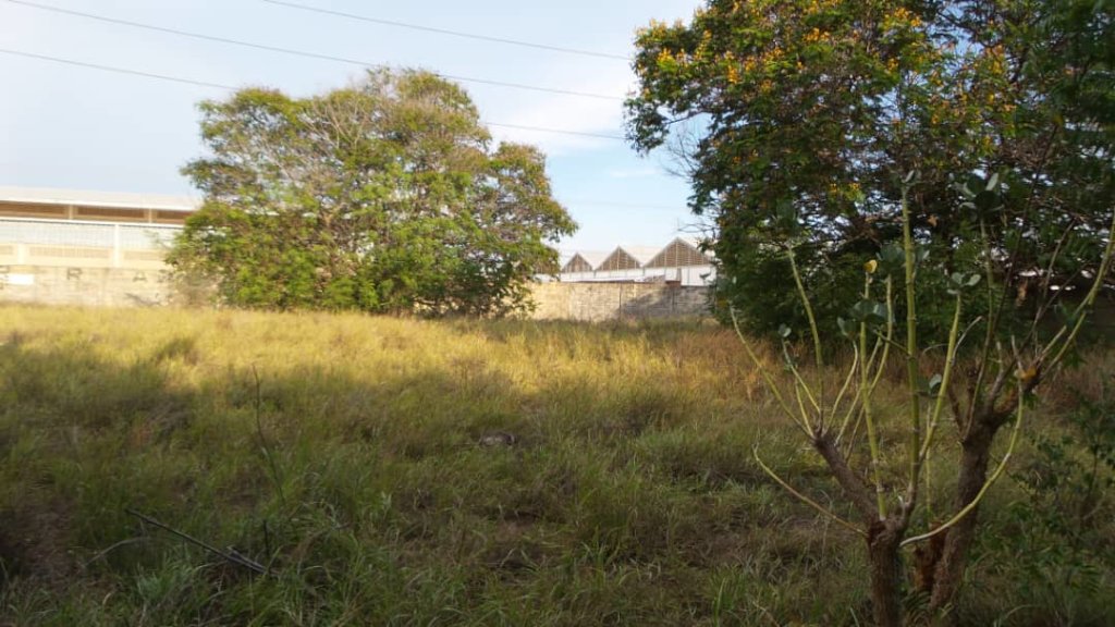 Improve the life of 270 rescued dogs in Venezuela