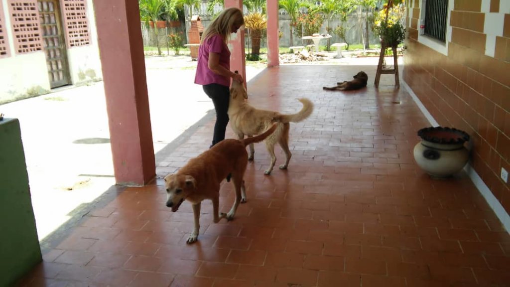 Improve the life of 270 rescued dogs in Venezuela