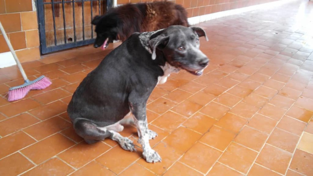 Improve the life of 270 rescued dogs in Venezuela