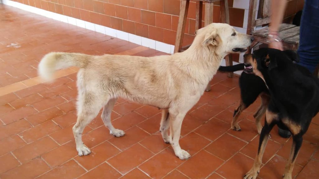 Improve the life of 270 rescued dogs in Venezuela