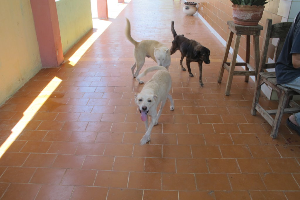 Improve the life of 270 rescued dogs in Venezuela