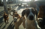 Improve the life of 270 rescued dogs in Venezuela