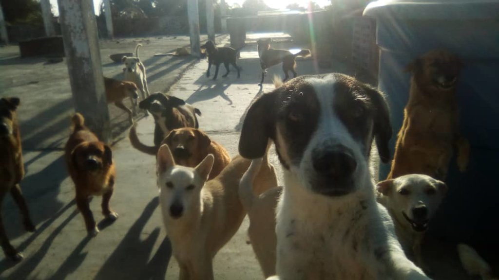 Improve the life of 270 rescued dogs in Venezuela