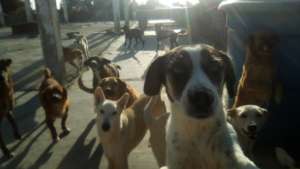 Improve the life of 270 rescued dogs in Venezuela