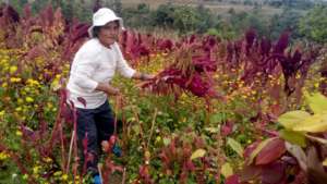 Amaranth farmer