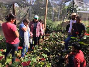 Amaranth farmers