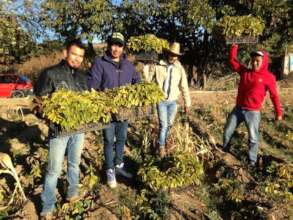Amaranth farmers