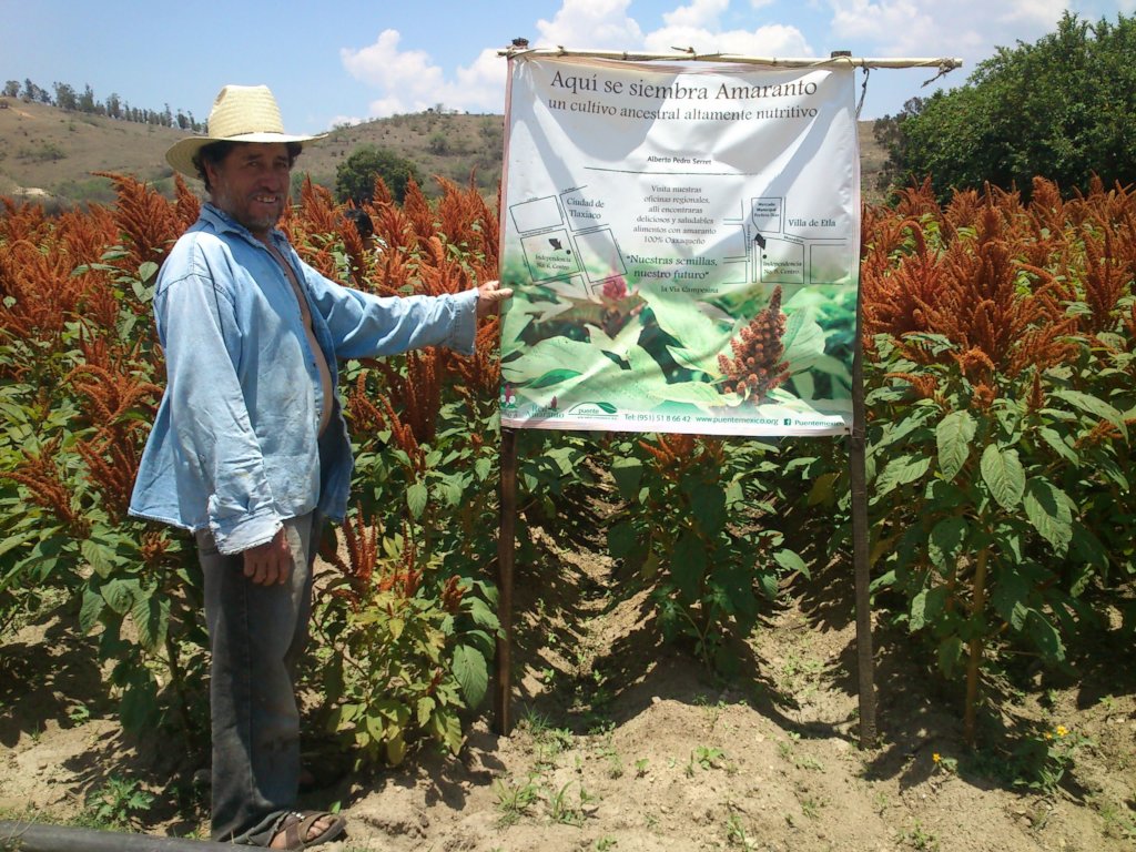 Amaranth farmer