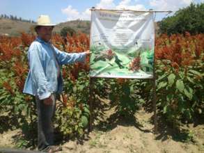 Amaranth farmer