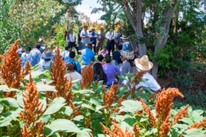 Amaranth farmers