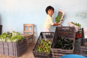 Collecting the vegetables