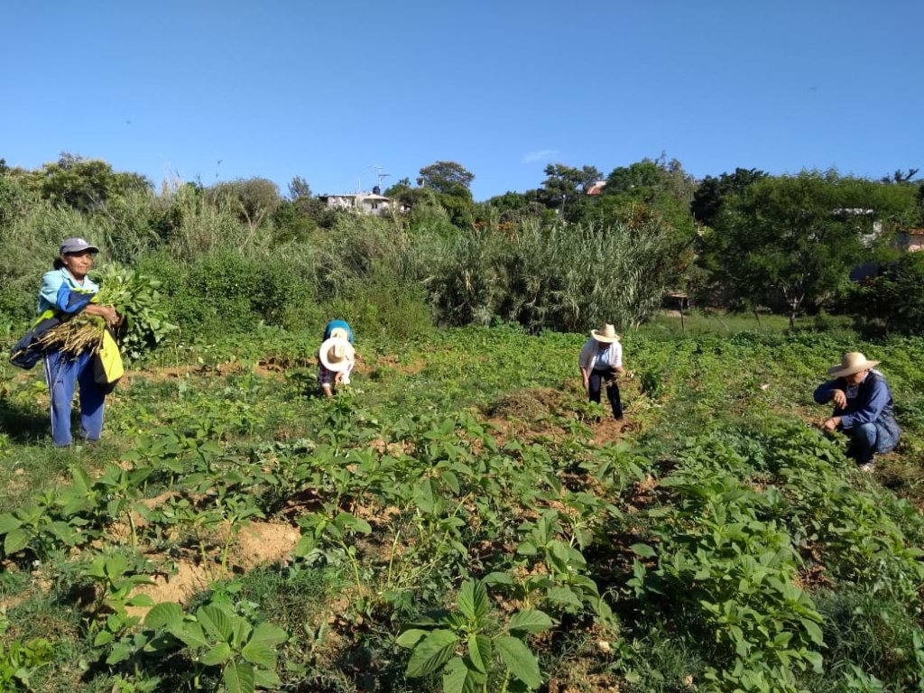 Amaranth farmers