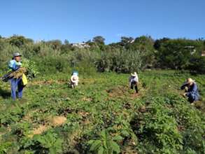 Amaranth farmers