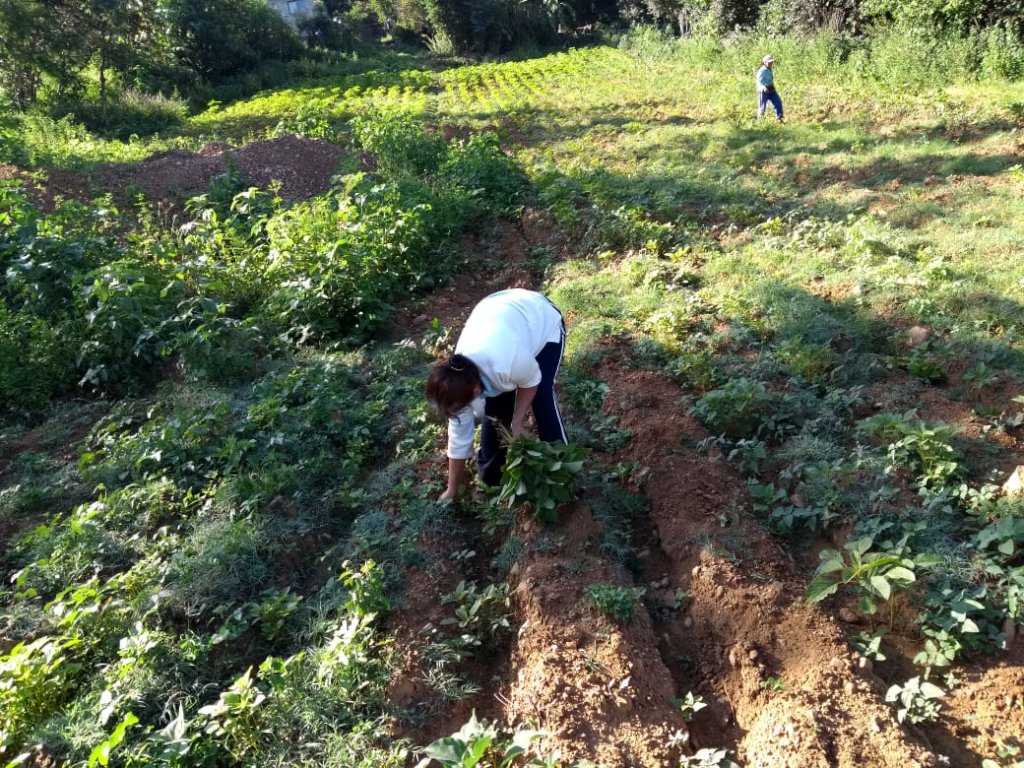 Amaranth farmers