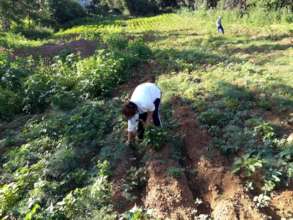 Amaranth farmers