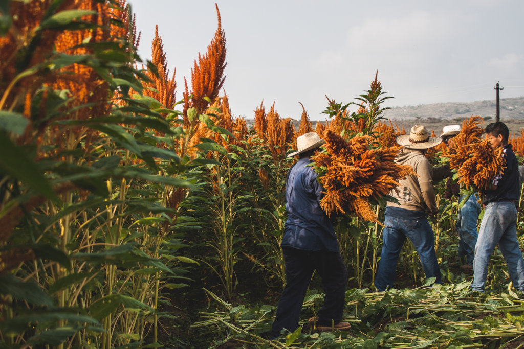 EMPOWER 60 FAMILIES WITH SUSTAINABLE AGRICULTURE