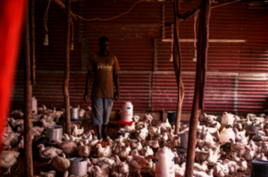 Chicken Breeding Mugunga Center Farm 2023
