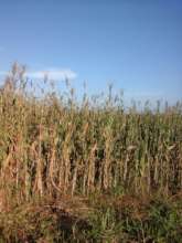 Corn Damaged by Hail