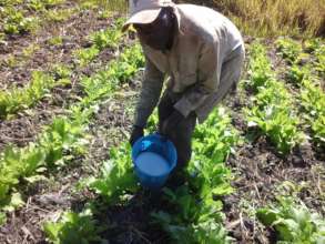 Farmer fertilizing young plants