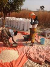 Women shelling corn, prepping for sale