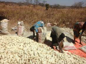 Women bagging harvested corn