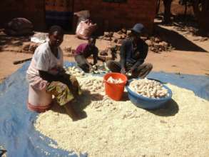 Family preparing corn for sale