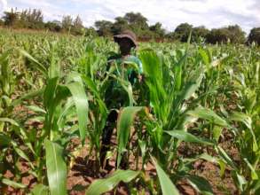 Tall, healthy corn
