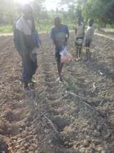 Plant Corn Seeds