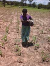 Tresor family fertilizing corn