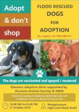 Adoption drive for the flood rescued dogs