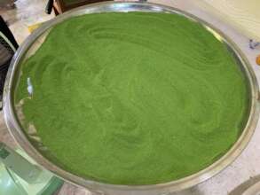Resulting moringa powder