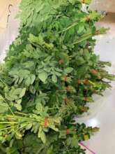 Moringa leaves